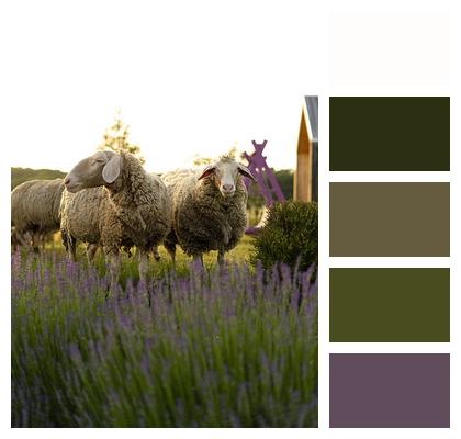 Sheep Wool Flower Background Image